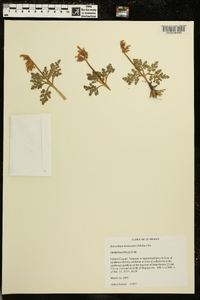 Botrychium lunarioides image