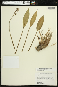 Sagittaria platyphylla image