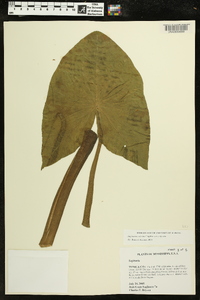 Sagittaria montevidensis subsp. calycina image