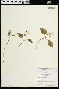 Claytonia caroliniana image