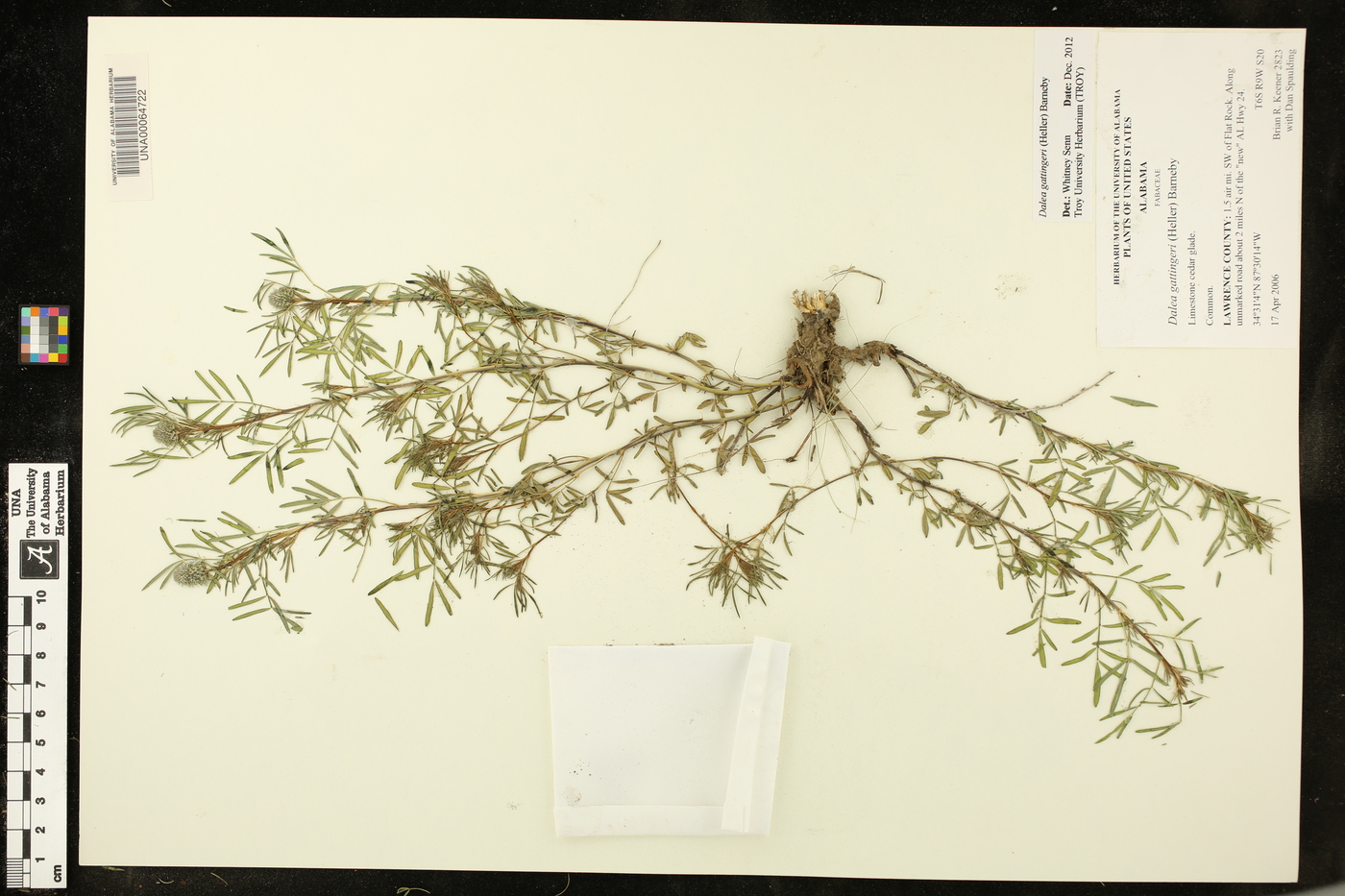 Dalea gattingeri image