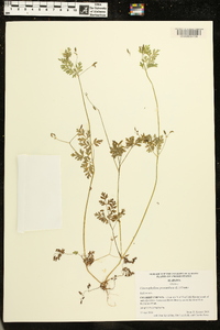 Chaerophyllum procumbens image