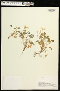 Oxalis priceae subsp. priceae image