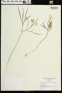 Cardamine dissecta image