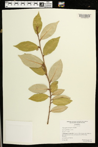 Elaeagnus pungens image