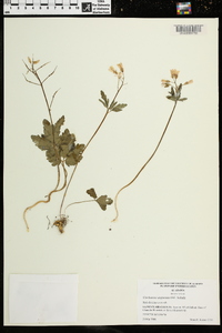 Cardamine angustata image