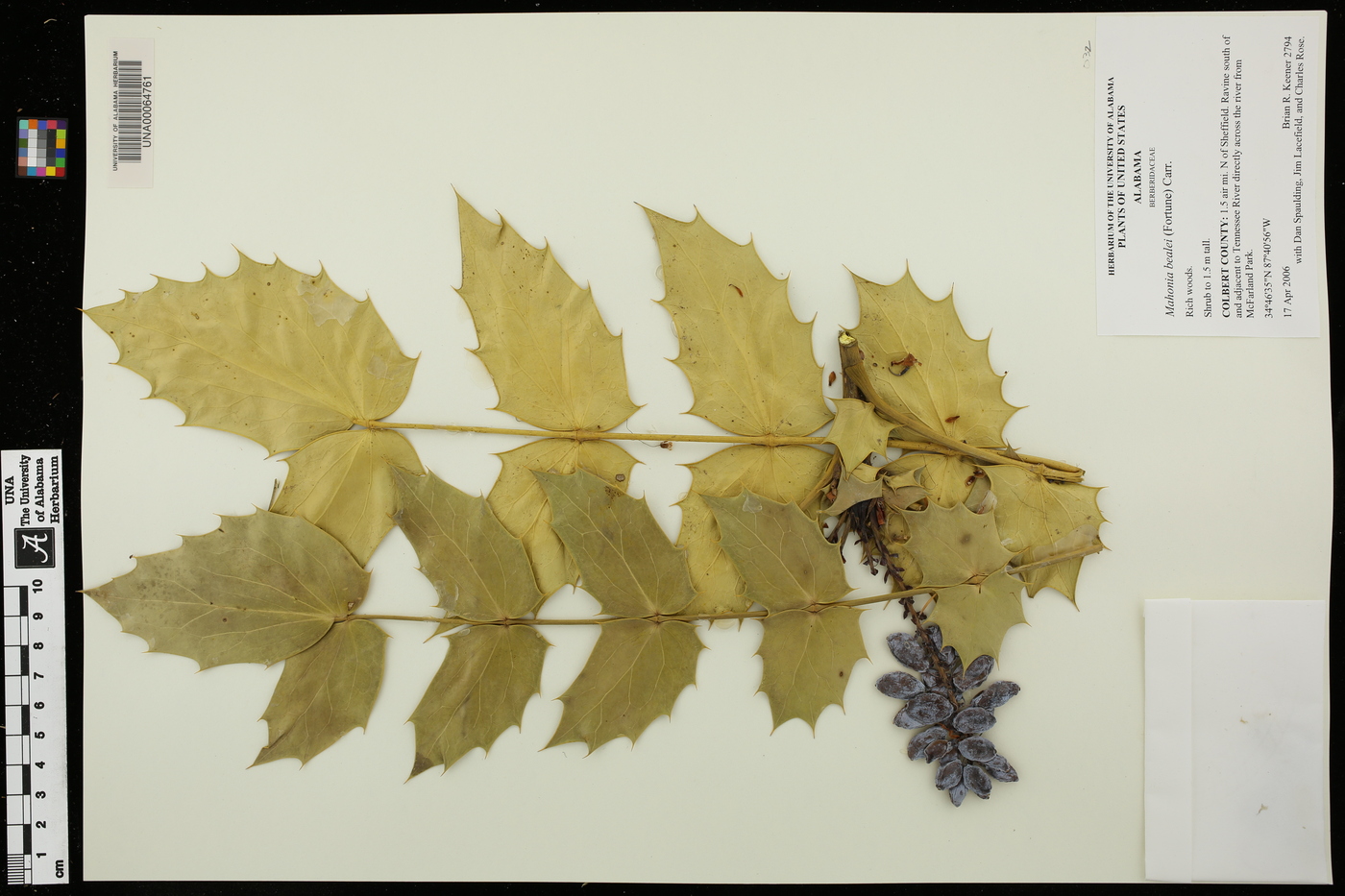Mahonia bealei image