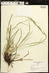 Carex oxylepis image