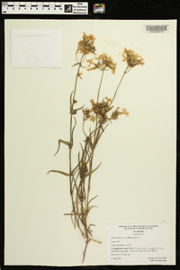 Phlox pilosa subsp. pilosa image