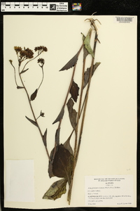 Arnoglossum ovatum image