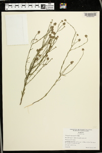 Polygala mariana image