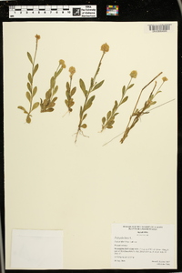 Polygala lutea image