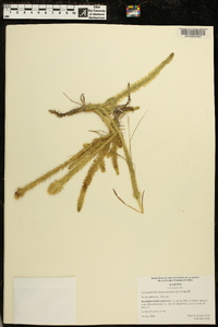 Lycopodiella alopecuroides image