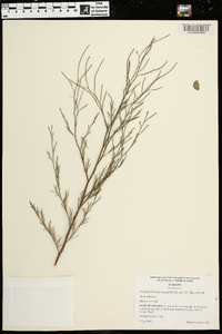 Polygonella americana image