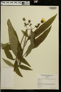 Silphium asteriscus var. latifolium image