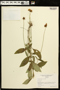 Coreopsis pubescens image