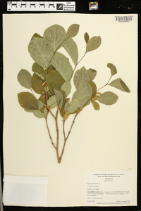 Dirca palustris image