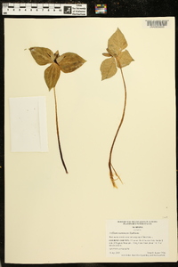 Trillium stamineum image