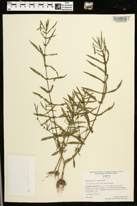 Ammannia coccinea image