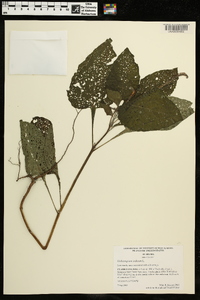 Heliotropium indicum image