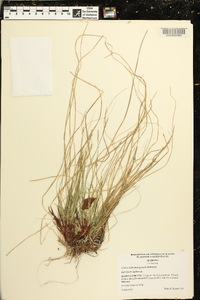 Carex nigromarginata image