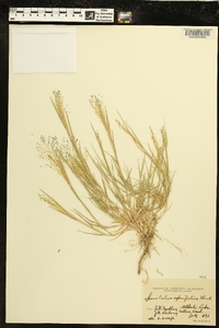 Muhlenbergia asperifolia image