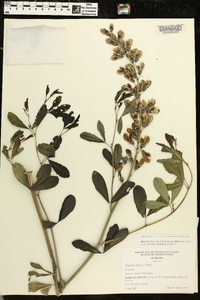 Baptisia alba image