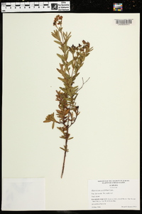 Hypericum cistifolium image