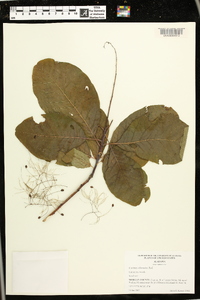 Cotinus obovatus image