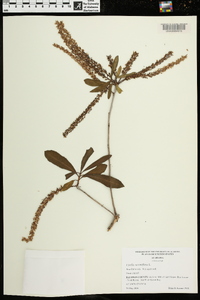 Cyrilla racemiflora image