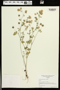 Trifolium nigrescens image