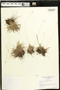 Lachnocaulon anceps image