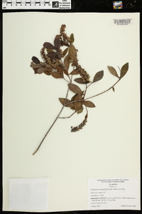 Cliftonia monophylla image