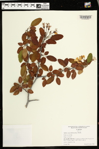 Malus angustifolia image