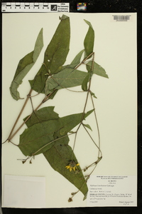 Silphium brachiatum image