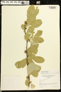 Sideroxylon lycioides image