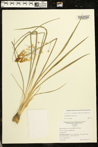Schoenolirion croceum image