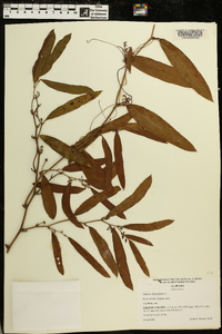 Smilax laurifolia image