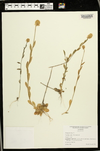 Polygala lutea image