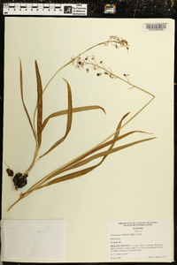 Camassia scilloides image