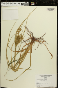 Cyperus lecontei image