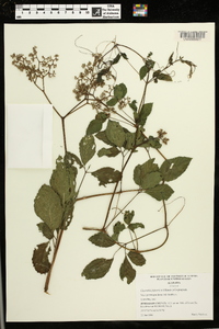 Cayratia japonica image