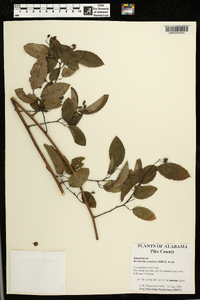 Berchemia scandens image