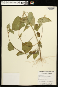 Jacquemontia tamnifolia image