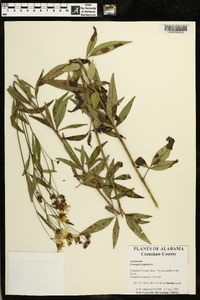 Coreopsis tripteris image