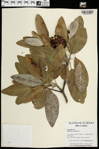 Magnolia virginiana image