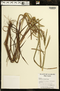 Paspalum boscianum image