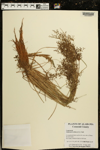 Fimbristylis miliacea image