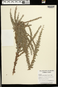 Lespedeza cuneata image