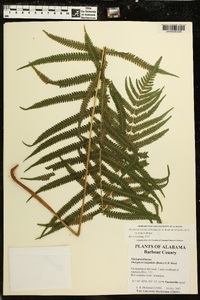 Thelypteris hispidula image